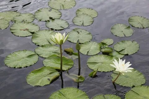 Листья водных растений