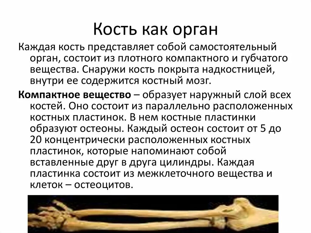 Кости первых текст. Кость как орган. Состав кости как органа. Строение кости как органа. Кость как орган виды костей.