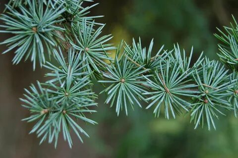 Atlas cedar