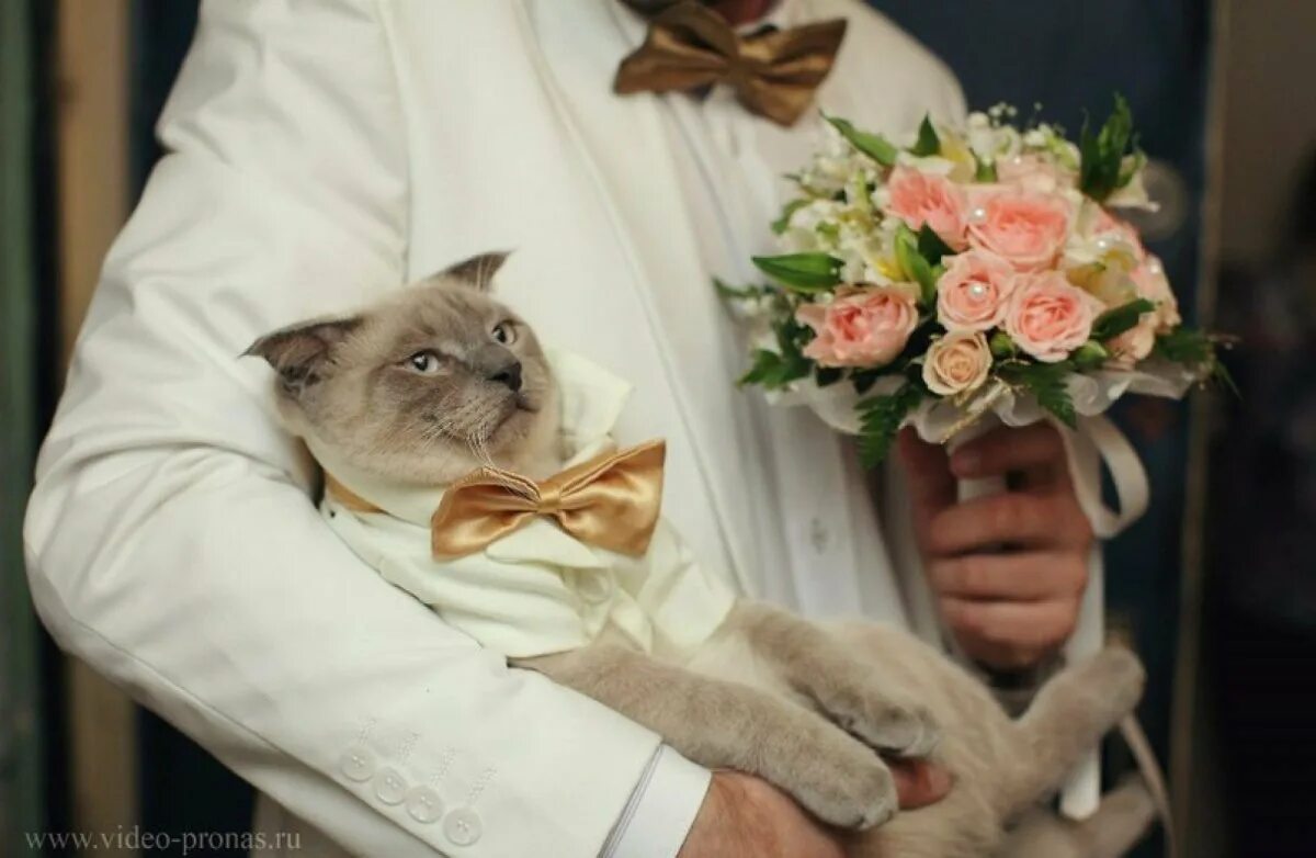 Коты в свадебных нарядах. Кошачья свадьба. Кот жених. Кошка невеста.