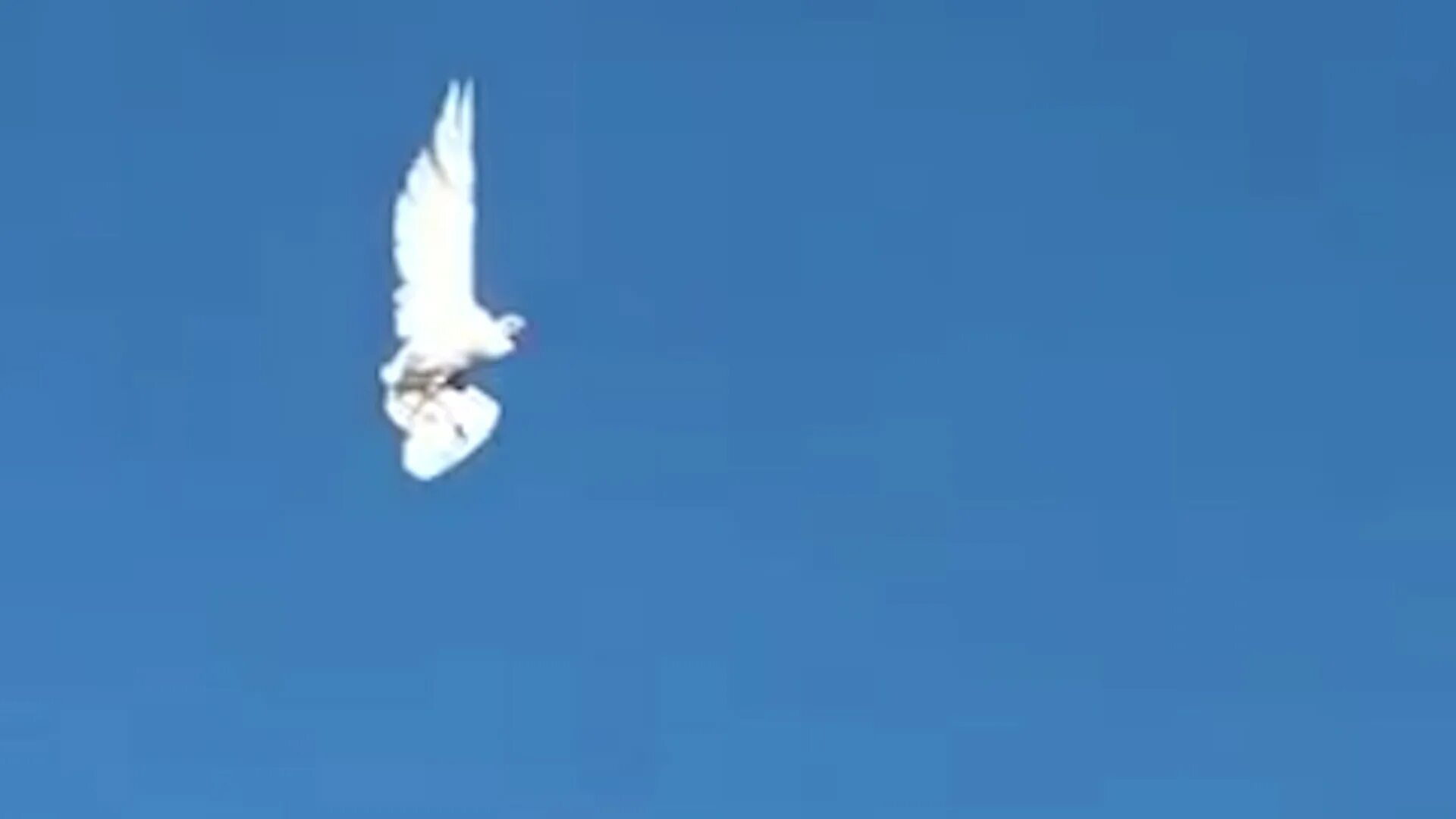 Беспилотники в виде птиц. Птица зависла в воздухе. Квадрокоптер птица. Регистрация дрон. Бпла голубь.