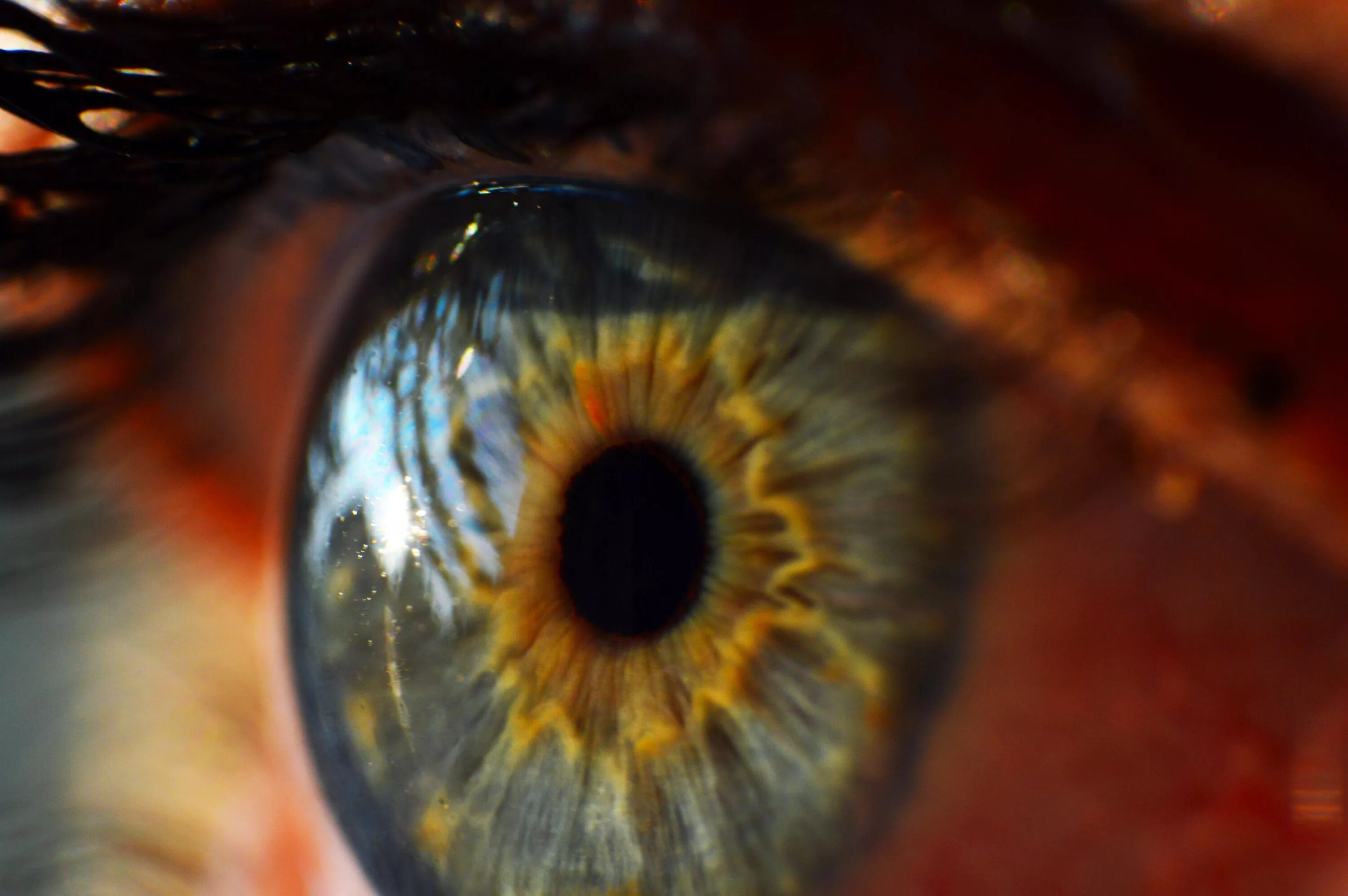 Радужка 2) роговица. Человеческий глаз. Радужка глаза. Красивые Радужки глаз.