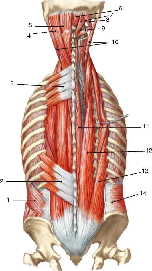 Мышцы разгибатели позвоночника. Мышцы разгибатели позвоночника анатомия. Глубокие мышцы спины анатомия латынь. Глубокие мышцы позвоночника анатомия.