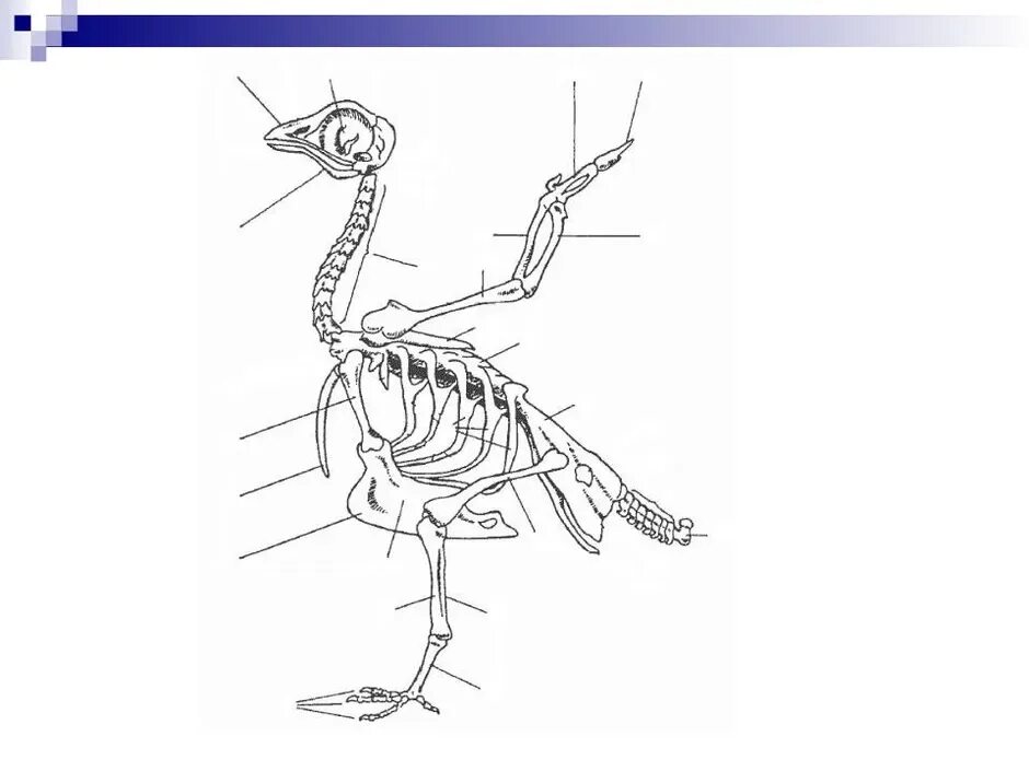 Строение скелета сизого голубя. Строение скелета птицы без подписей. Скелет птицы биология 7 класс. Строение скелета птицы схема. Строение скелета голубя
