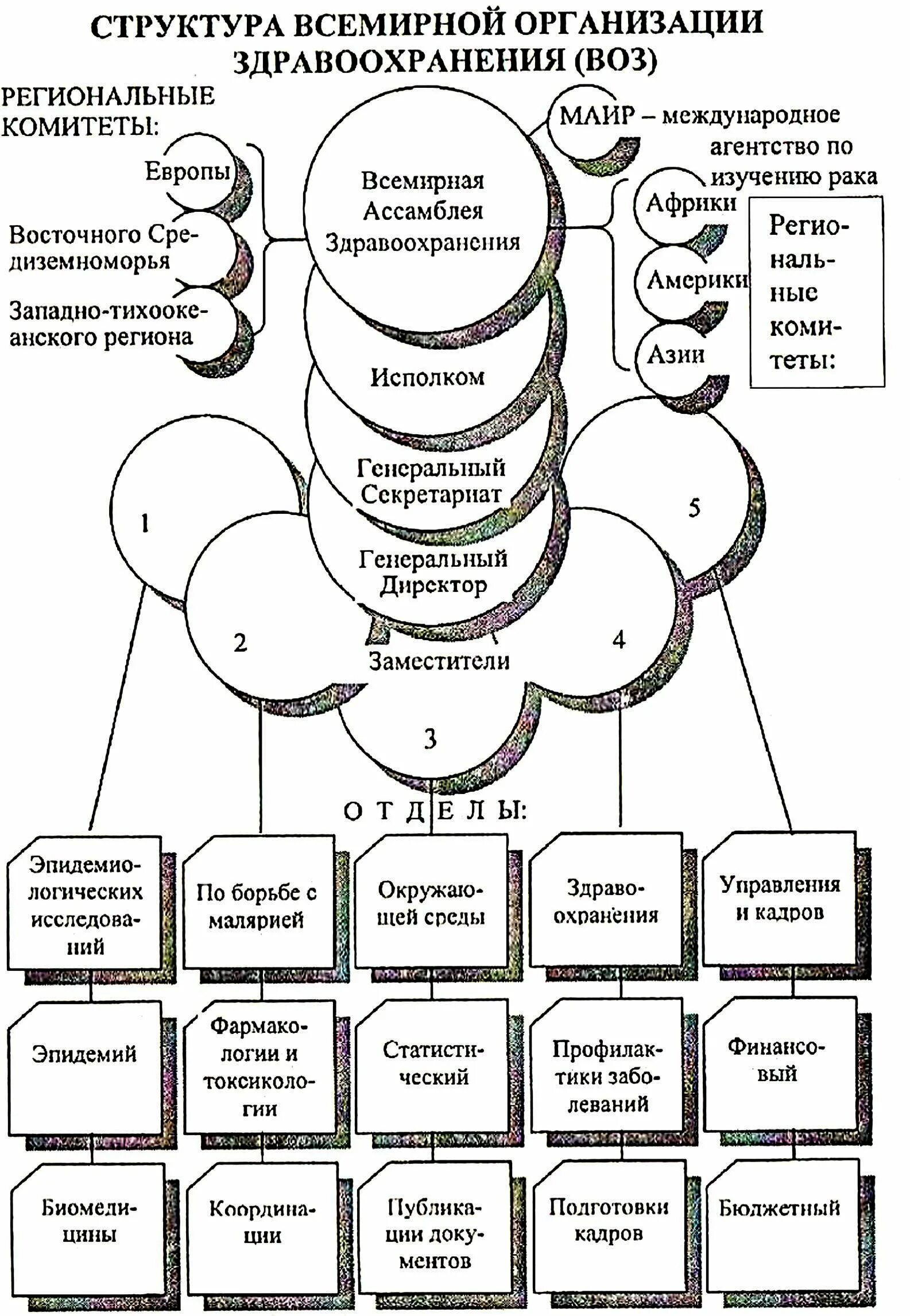 Всемирная организация здравоохранения (воз), структура.. Структура воз. Структура воз кратко. Таблица воз схема. Классификация всемирной организации здравоохранения