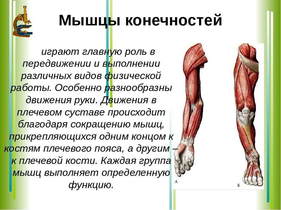 Мышцы их строение и функции. Мышцы нижней конечности анатомия строение. функции мышц нижних конечностей. мышцы нижних конечностей. строение. функции..
