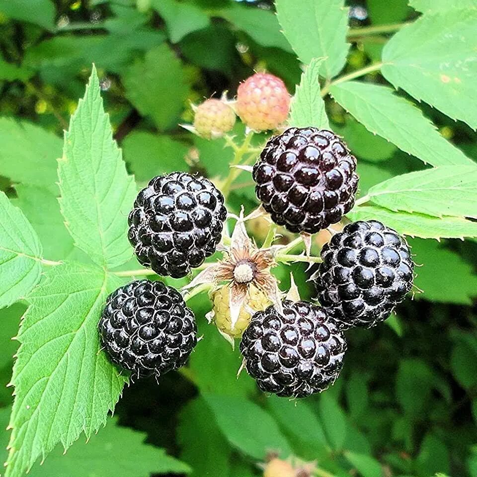 Черная похожа на малину. Rubus occidentalis. Малина черная Блэк Джевел. Малина Кумберленд. Ежемалина колючая.