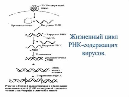 Наличие рнк вируса