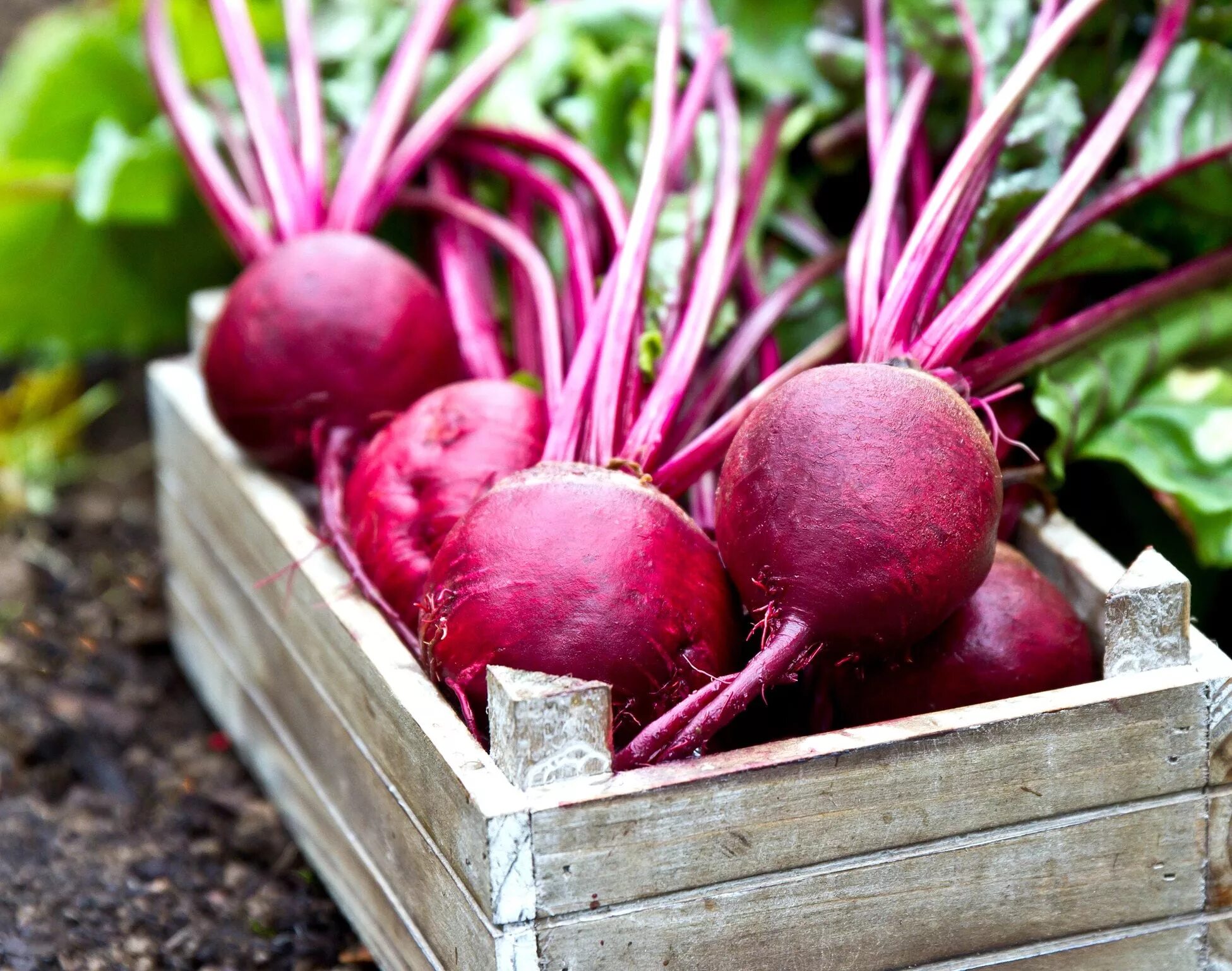 Свекла Пабло. Свекла beetroot. Свекла Chioggia. Свекла столовая Боливар.