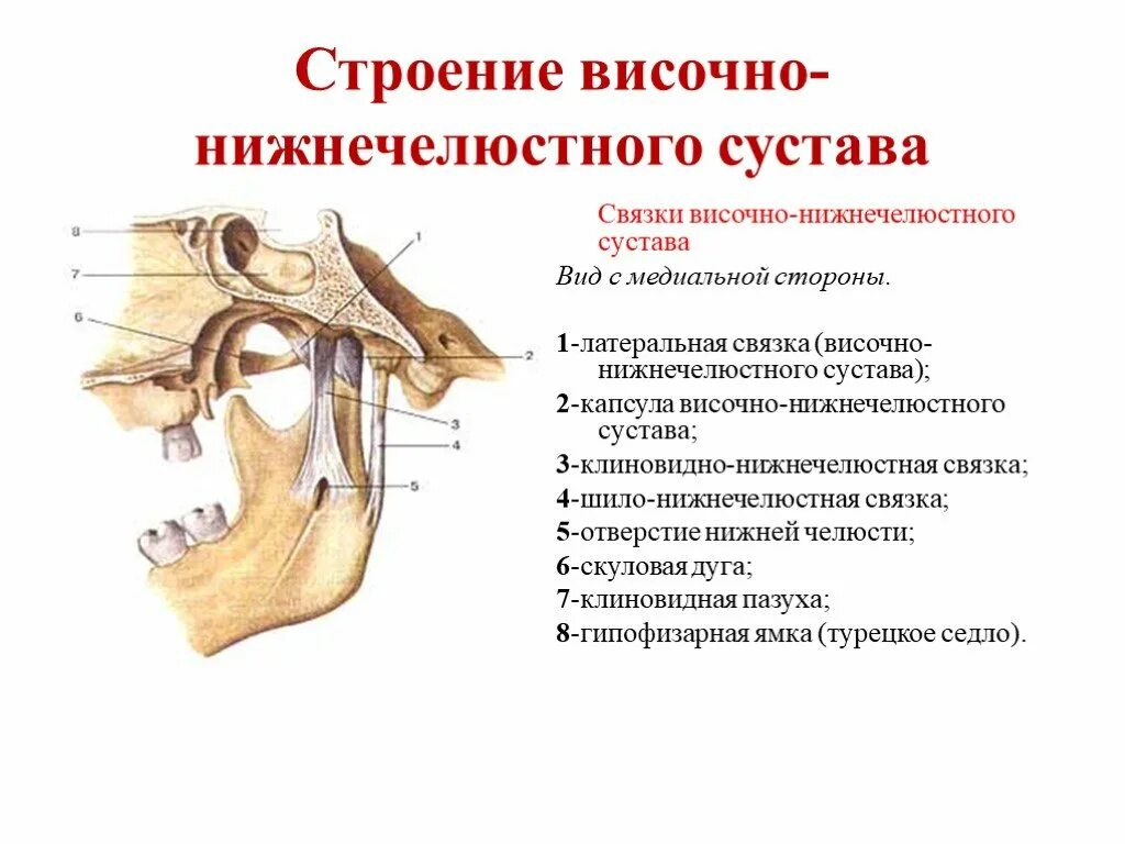 Какие кости относятся к височным. Суставной бугорок ВНЧС строение. Анатомическое строение височно-нижнечелюстного сустава (ВНЧС).. Суставная капсула ВНЧС строение. Височно верхнечелюстной сустав анатомия.