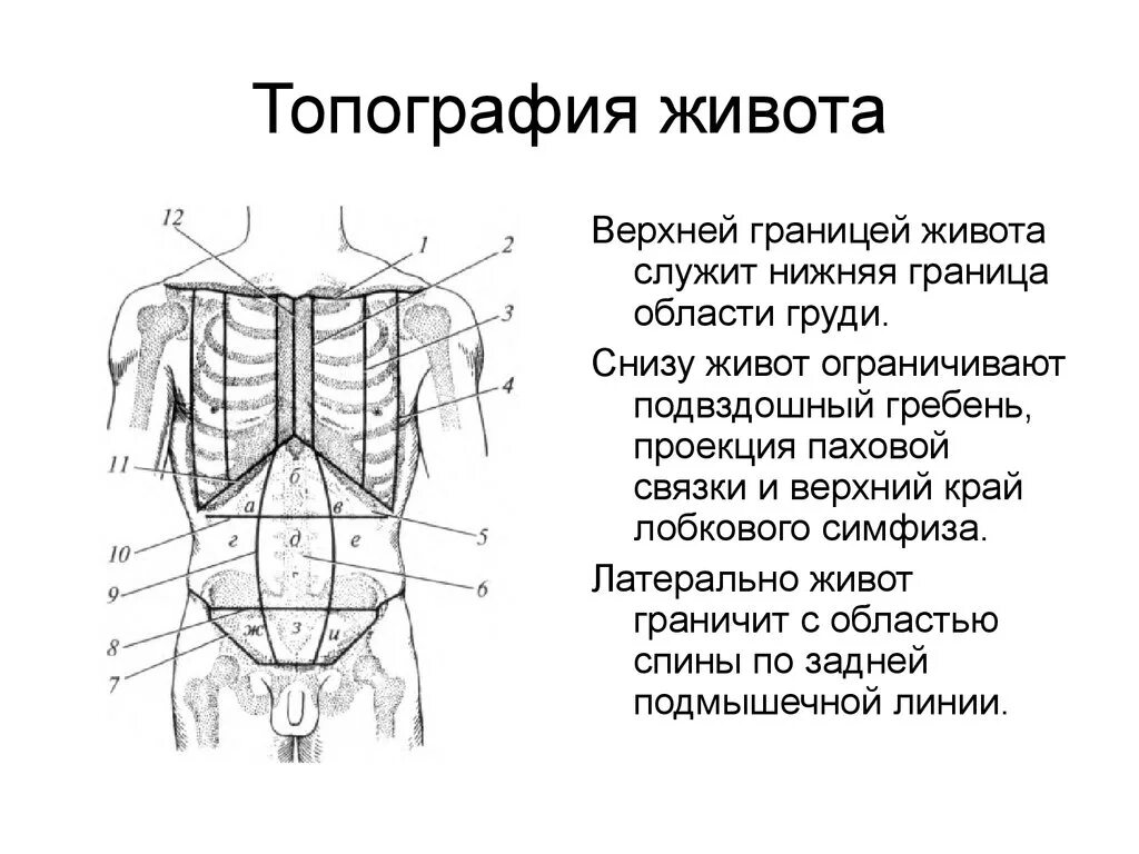 Образование в области живота