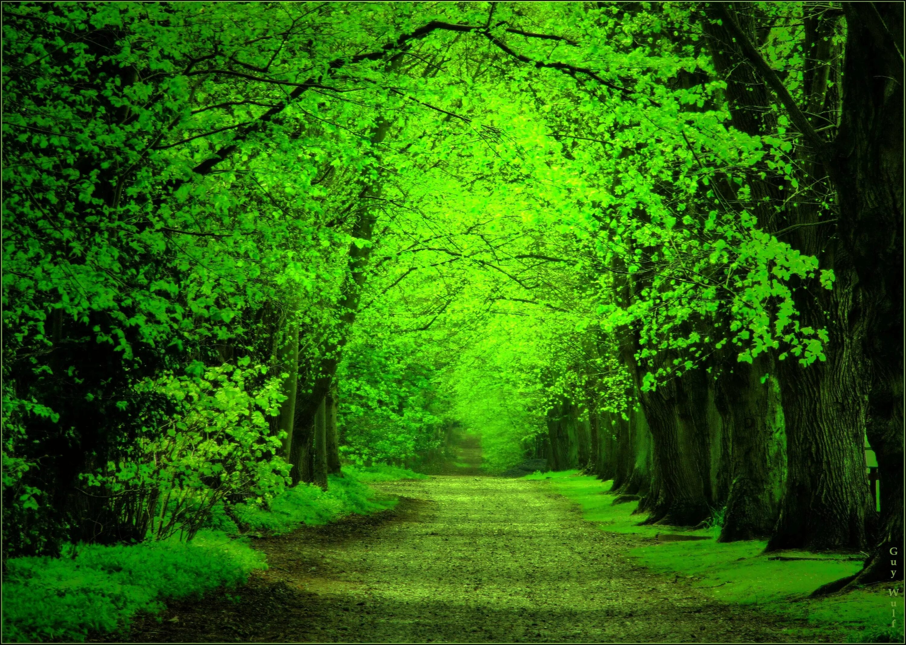 Зеленый лес. Зеленая природа. Красивый лес. Природа зелень.