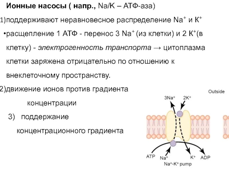 Na/k ионный насос. Расщепление АТФ. Ионный насос клетки. Ионные насосы физиология.