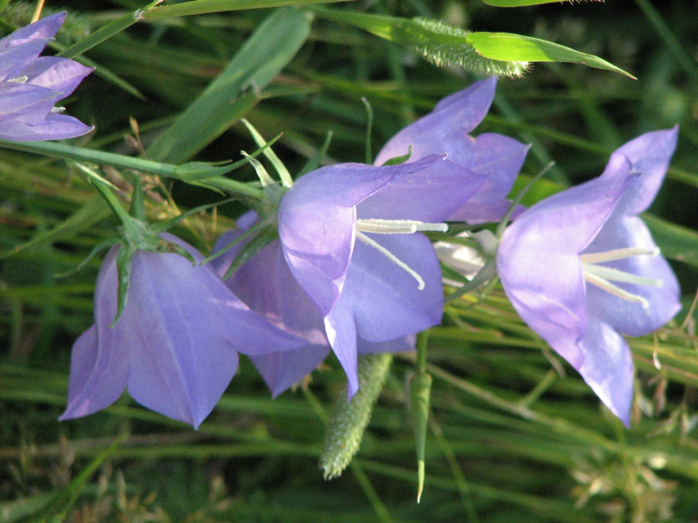 Колокольчик персиколистный (Campanula persicifolia). Колокольчик персиколистный (Campanula persicifolia `Takion White`). Колокольчик тонколистный полевой. Колокольчик персиколистный (Campanula persicifolia `Takion Blue`).