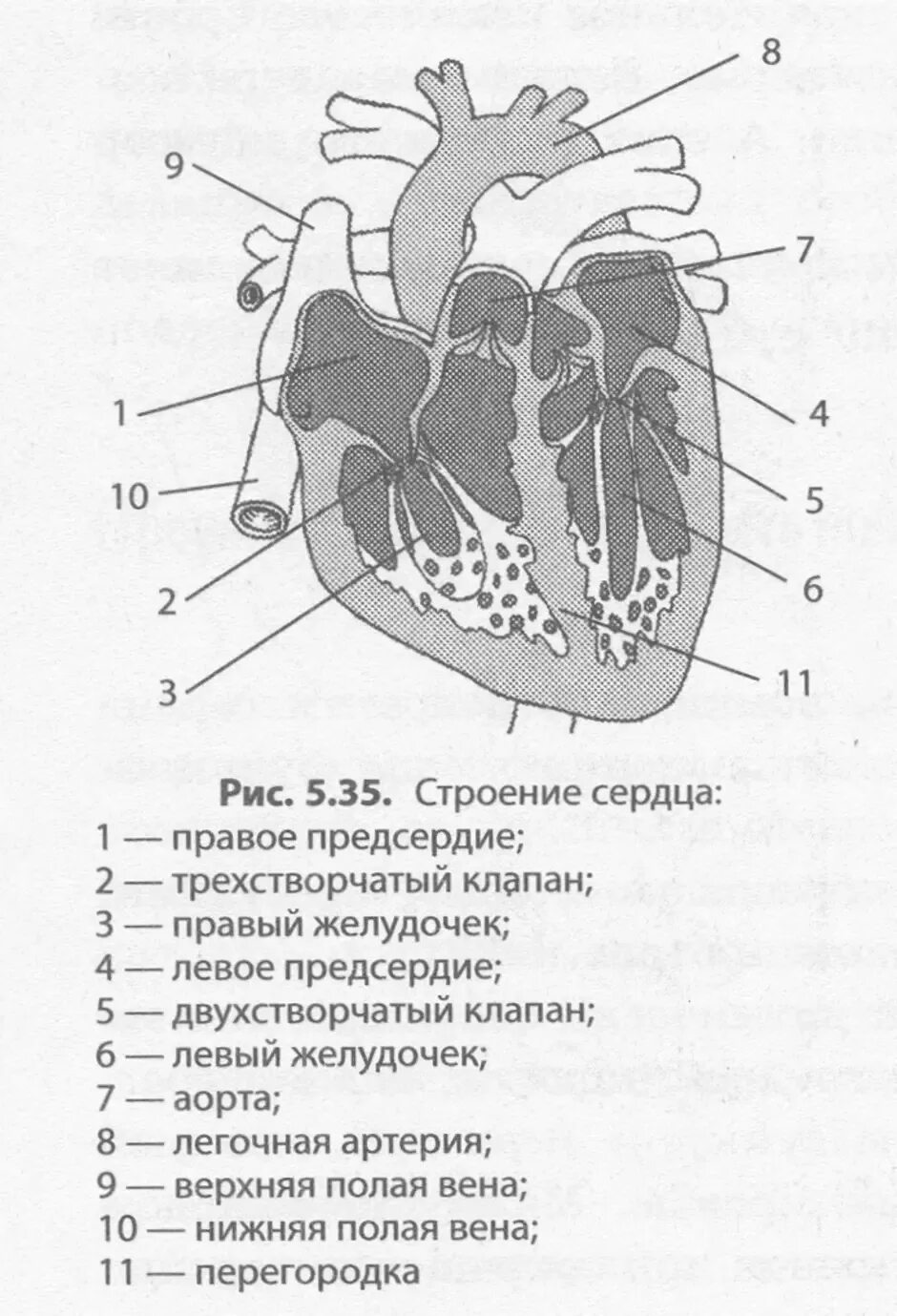 Какая структура сердца человека изображена на рисунке. Строение сердца человека схема. Схема структуры строения сердца. Строение сердца человека схема с описанием анатомия. Схема строения сердца человека ЕГЭ.