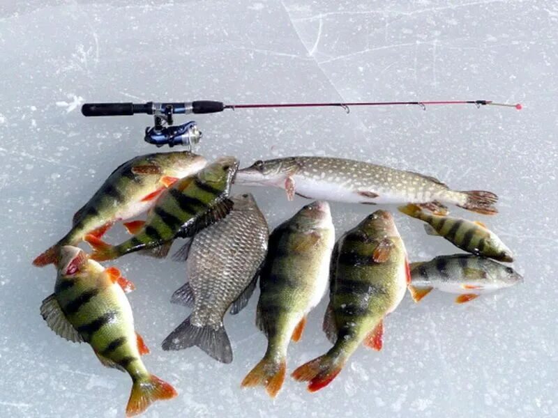 Какие отношения между щукой и окунем. Зимняя рыбалка. Рыбалка фото. Рыбалка на льду. Подледная рыбалка.