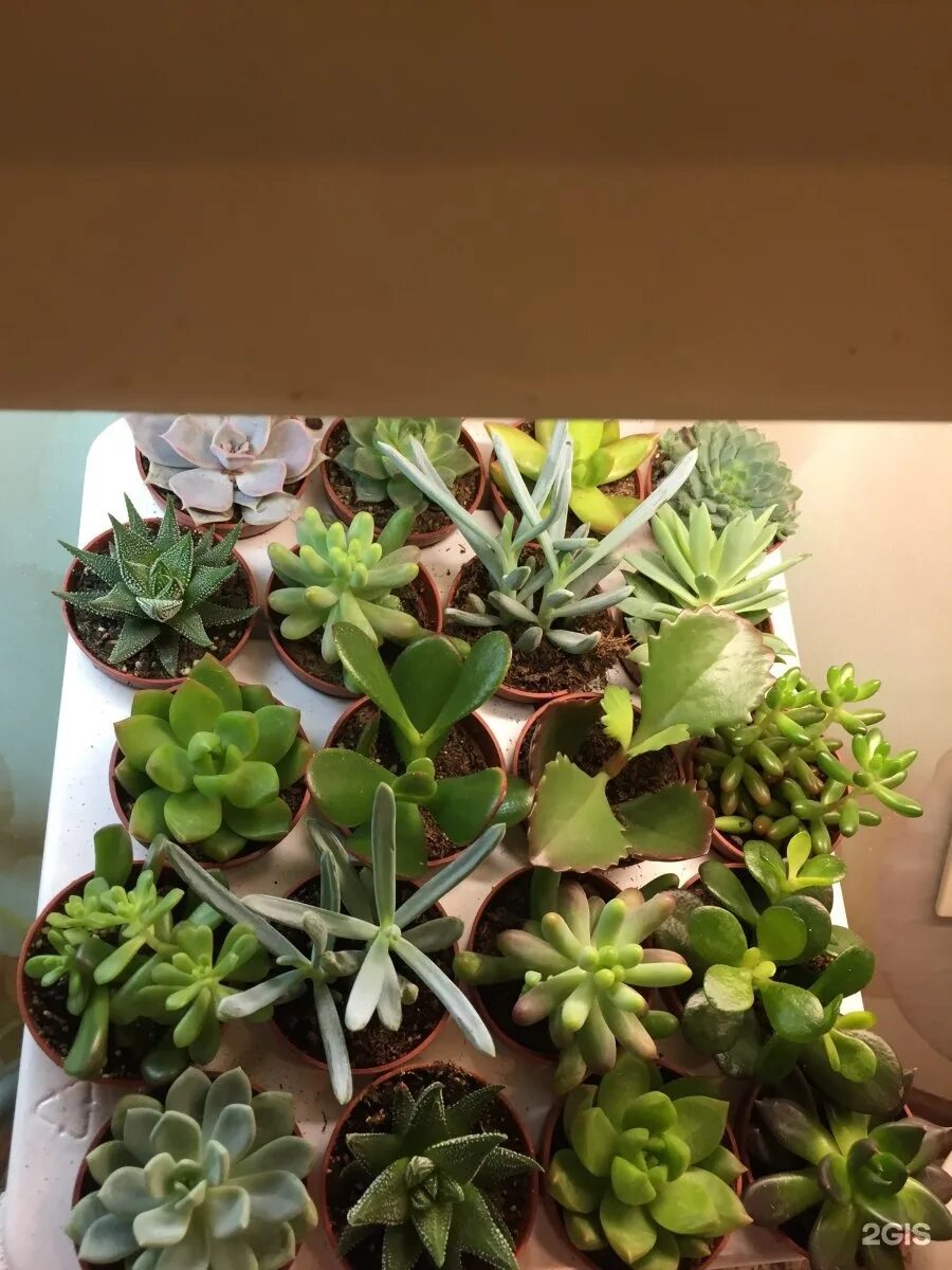 ахименес глори. комнатные растения сургут. магазин комнатных растений тольятти. магазин домашних цветов. где купить комнатные цветы в сургуте.