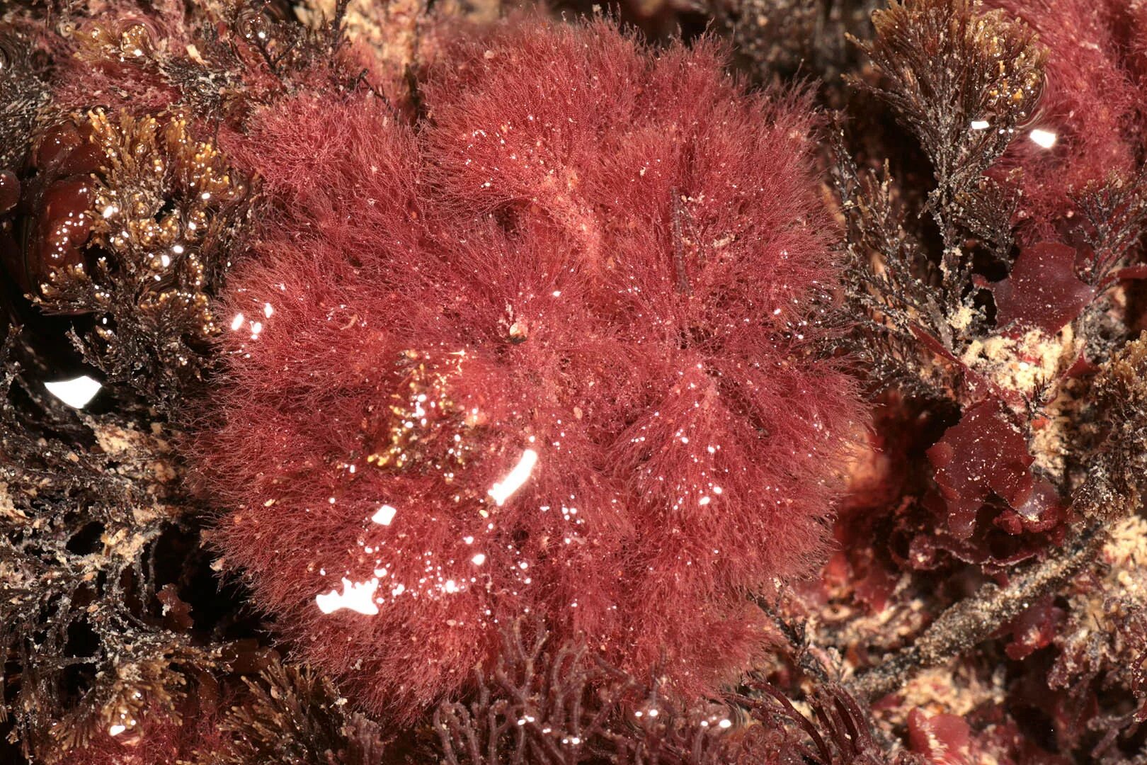 филлофора курчавая.