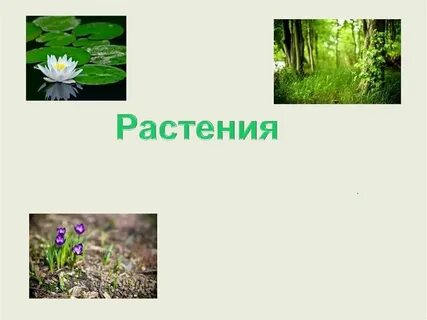Цветок растений презентация