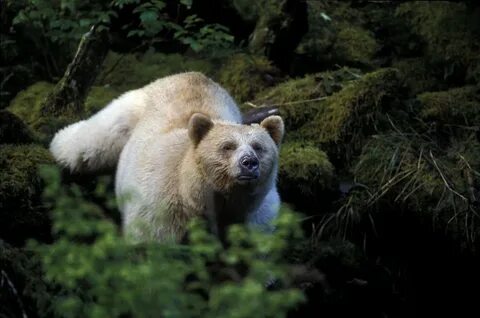 B ours