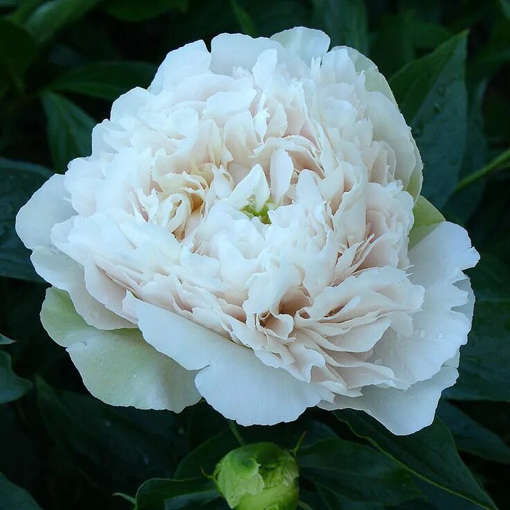 Пион медилон описание и фото Double Chinese Peony 'Madylone' (Paeonia lactiflora) Most beautiful flowers, Peo