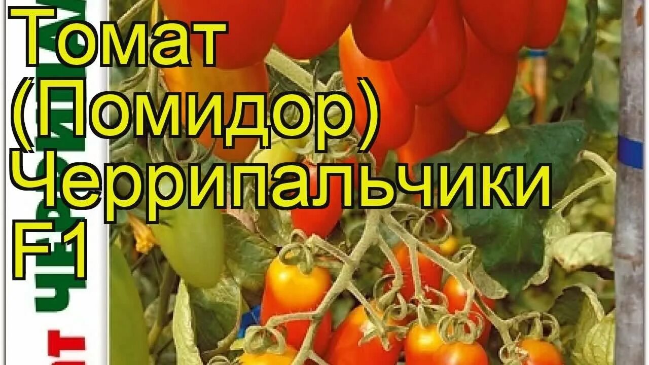 Семена томат Черрипальчики f1. Томат подарочный f1. Томат Черринано f1. Помидор черри Черрипальчики f1. Томат черри пальчики