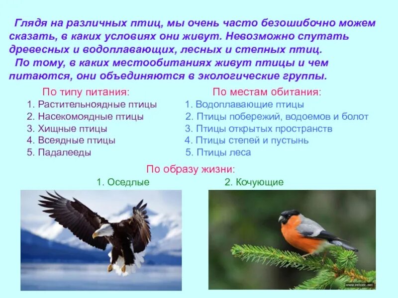 Экологические группы птиц лесные. Экологические группы птиц. Птицы 7 класс. Экологические типы птиц. Класс птицы Тип.
