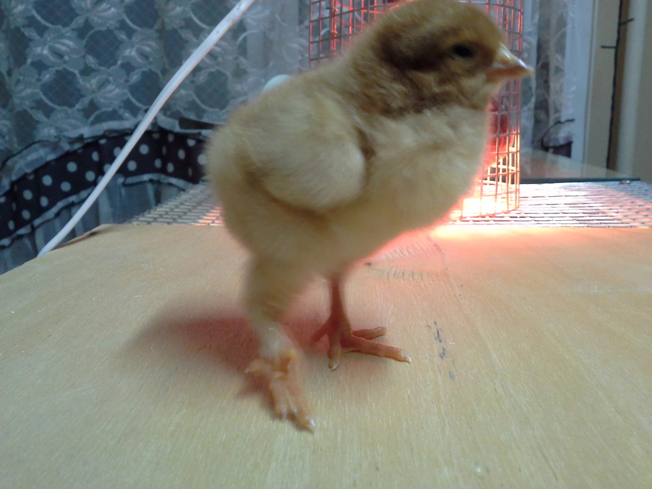 У цыпленка разъезжаются лапки что делать. Вывернутая лапа у цыпленка. У цыпленка лапки в другую сторону.