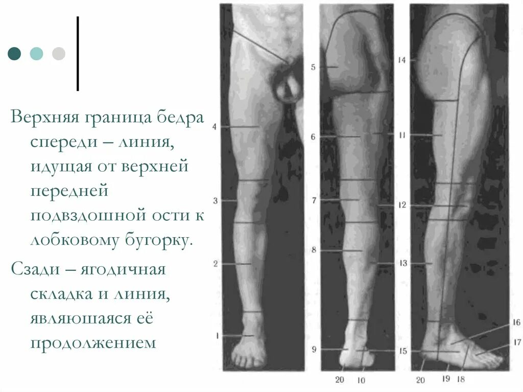 середину передне-латеральной поверхности бедра. схема движений мышц в тазобедренном суставе. средняя треть наружной поверхности бедра. клювовидный отросток лопатки мышцы. средне наружная треть бедра.