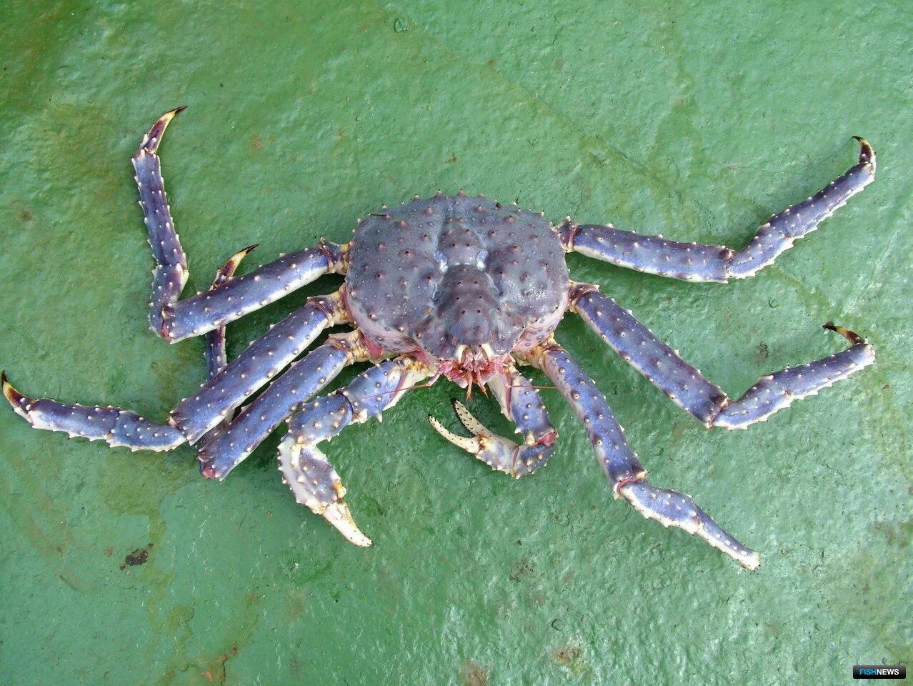 Краб мурманский живой. Аляскинский камчатский краб. Краб камчатский. Хвост краба камчатского. Дальневосточный краб большой.