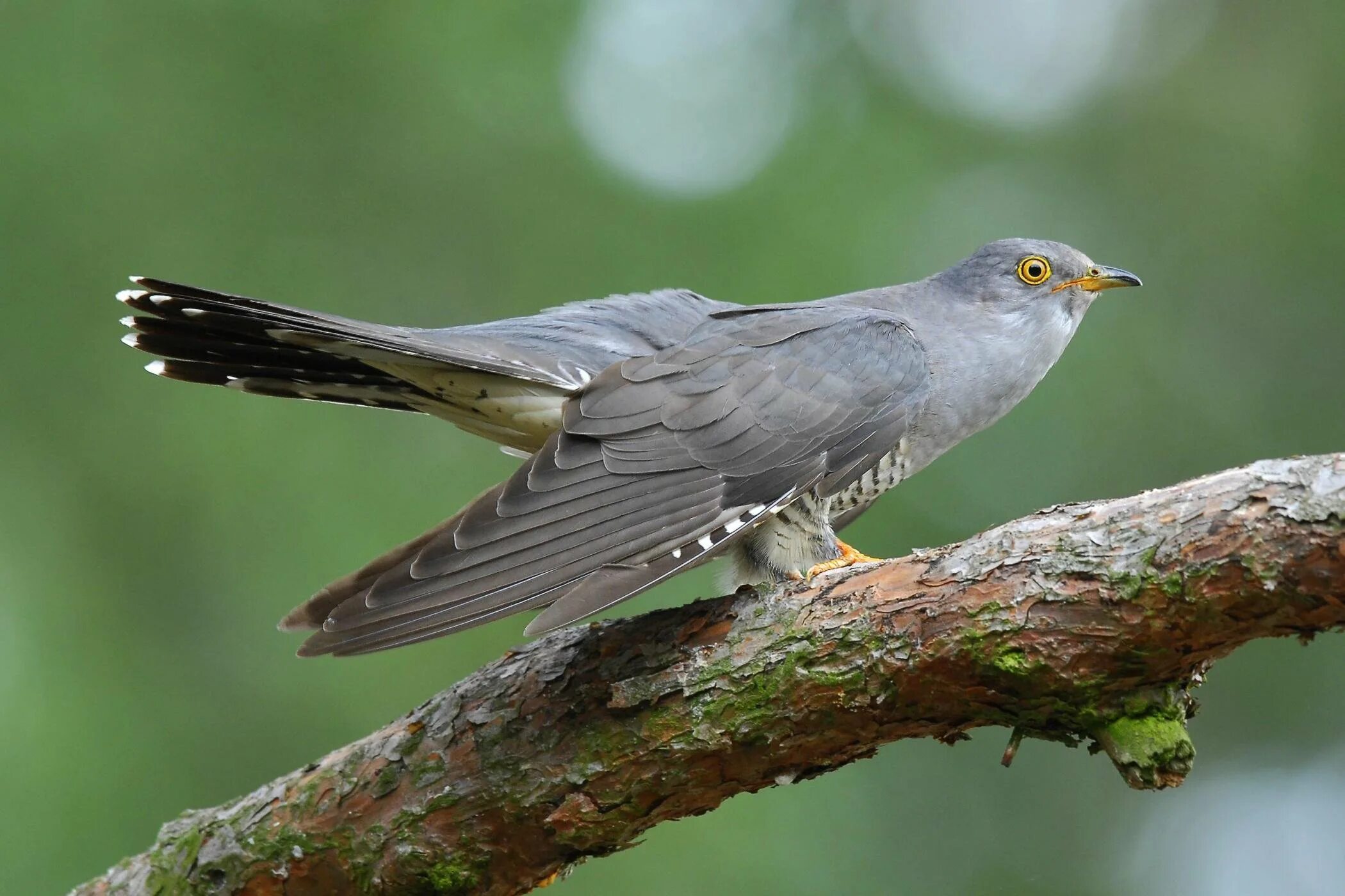 Cuculus canorus Кукушонок. Кукушка Cuckoo. Кукушка Горлица обыкновенная. Пение кукушки.