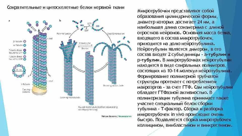 Имеет в составе белок тубулин