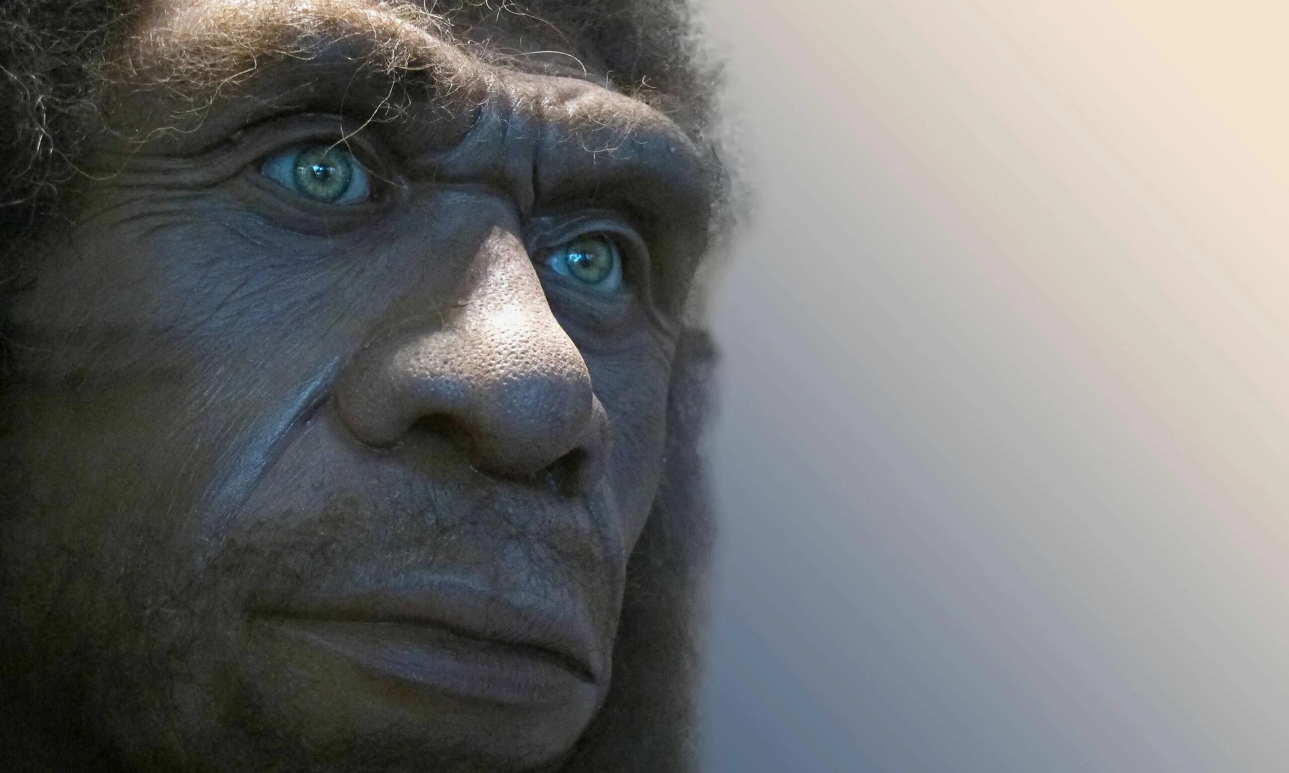 Хомо сапиенс денисовский человек неандерталец. Неандерталец (homo neanderthalensis). Неандерталец (homo neanderthalensis). Братья кеннис неандертальцы. Человек флоресский homo floresiensis.