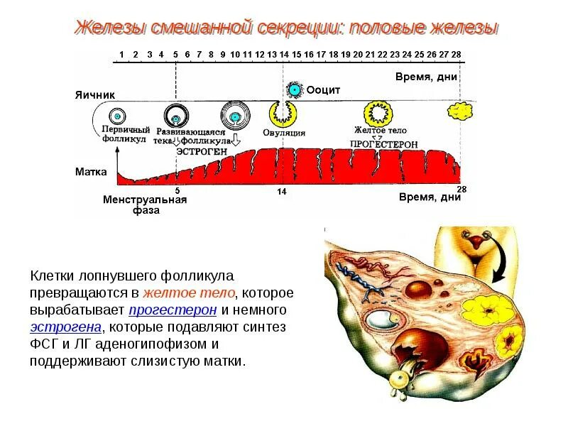 Что вырабатывают яичники. Яичники железы смешанной секреции. Желтое тело прогестерон. Гормоны желтого тела.