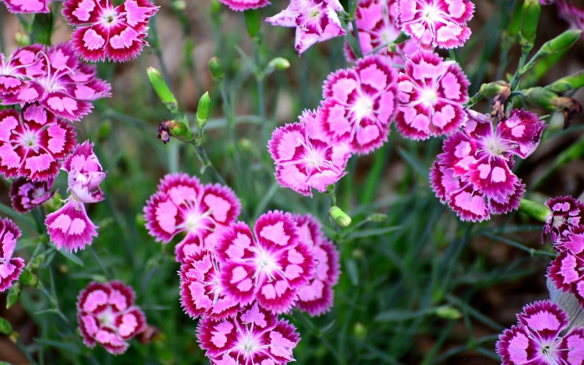 Цветы уличные мелкий. Диантус гвоздика Садовая. Садовая гвоздика (Dianthus caryophyllus). Гвоздика Альпийская. Гвоздика Шабо травянка.