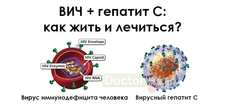 Сколько живет вирус гепатита. ВИЧ инфекция и вирусные гепатиты. Вирус гепатита в. Вирус ВИЧ СПИД гепатит.