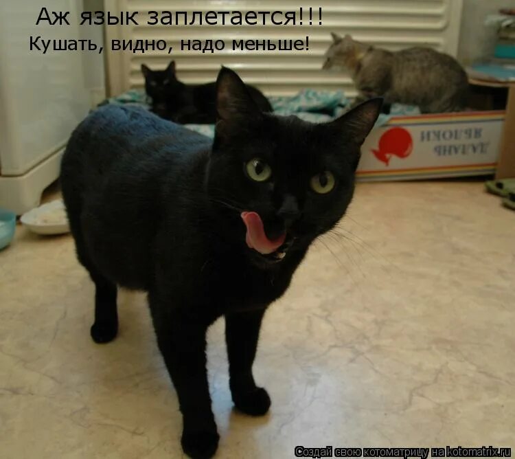 Почему у человека заплетается язык. Почему у человека заплетается язык. Фразеологизм язык развязался. Язык заплетается прикол. Язык без костей.