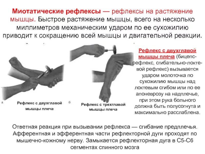 Рефлексы верхних конечностей. Рефлекс растяжения физиология. Рефлекс растяжения (Миотатический рефлекс) проявляются. Миотатичесуте рефлексы. Миопатические рефлексв.