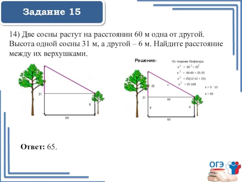 Две сосны растут на расстоянии. Задача про сосны. В 60 метрах одна от другой растут две сосны. 2 Сосны растут на расстоянии. А также расстояние между ними