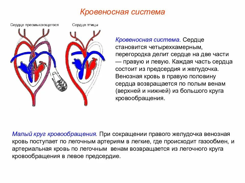 Кровеносная система сердца. Сердце птиц. Кровеносная система птиц. Кровеносная система птиц схема. Четырехкамерное сердце наличие диафрагмы