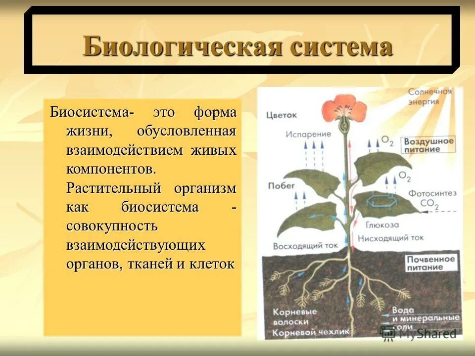 Растительный организм примеры. Биосистема организм. Биологическая система это в биологии. Организм биологическая система 5 класс. Примеры живой биологической системы.