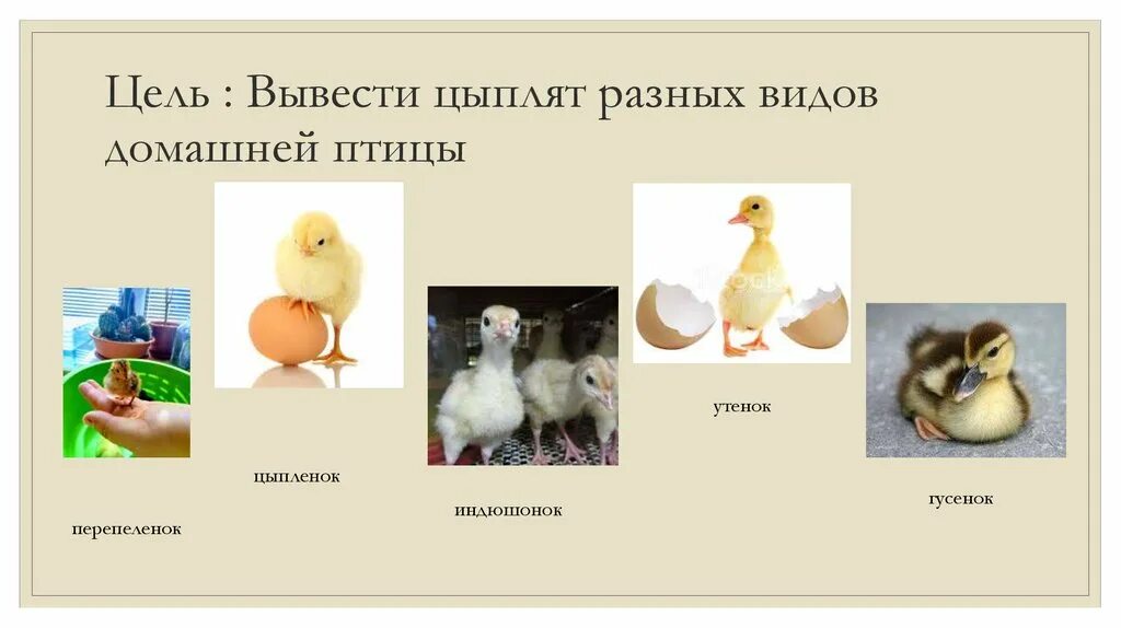 Виды яиц домашних птиц. Разные виды цыплят. Яйца и цыплят разных птиц. Размер яиц домашней птицы.