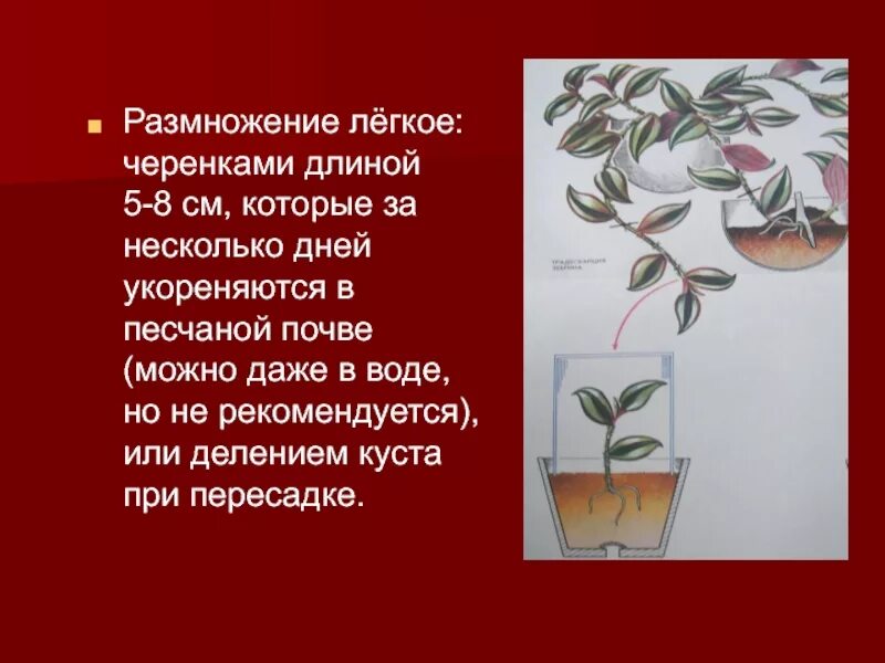 Черенкование традесканции. Вегетативное размножение традесканции. Традесканция зебрина пурпурная черенки. Размножение традесканции стеблевыми черенками. Традесканция размножение черенками