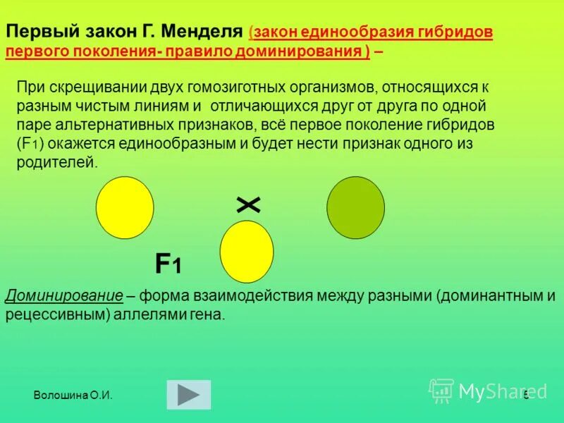 В каких случаях при скрещивании чистых линий. Правило единообразия гибридов первого поколения. Первый закон Менделя закон единообразия гибридов первого поколения. Первый закон Менделя - закон единообразия. Первый закон Менделя закон единообразия первого поколения это.