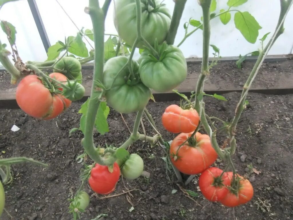 Помидоры грузины. Томат Грузия. Gruzinu tomatu MERCE. Томат грузины. Томат от Зураба Кухианидзе.