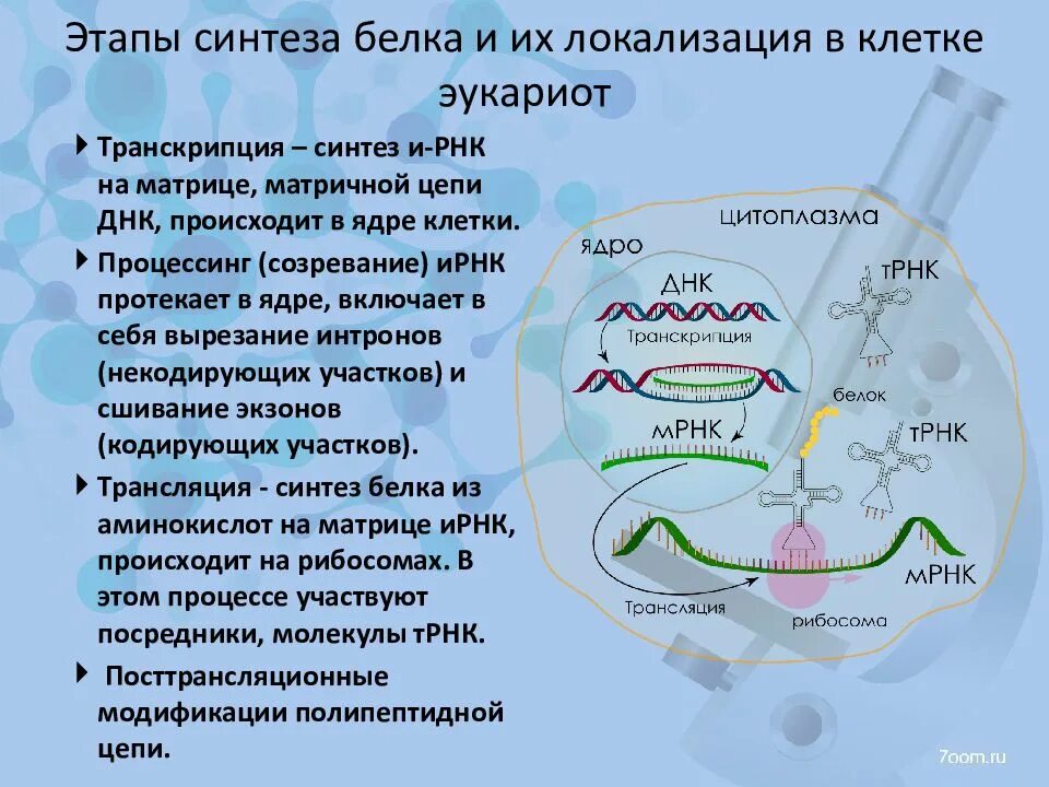 Синтез белковых молекул происходит. Этапы матричного синтеза белка. Этапы биосинтеза белка. Биосинтез белка транскрипция 2 этап. Основные этапы биосинтеза белка в эукариотической клетке.