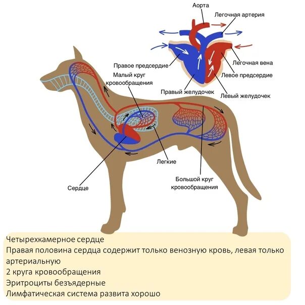 Строение кровеносной системы собаки. Кровеносная система млекопитающих. Кровеносная системасоюаки. Строение сердца собаки. Сердце собаки расположено