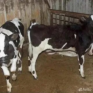 Авито скотина