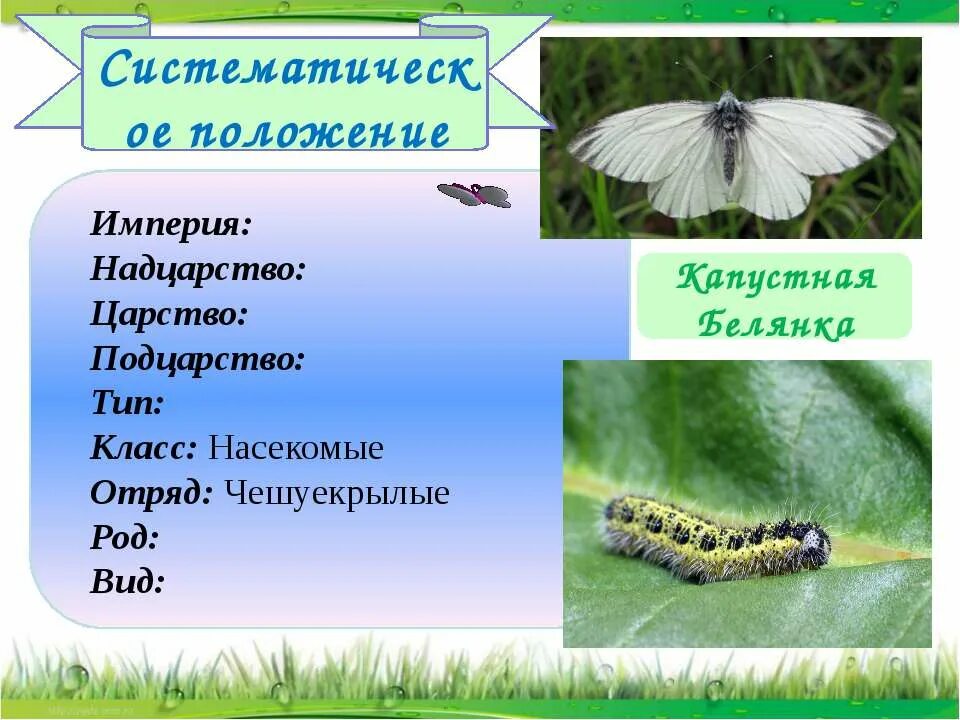 Для капустной белянки характерен. Капустная Белянка отряд. Белянка капустная систематика. Отряд чешуекрылые капустная Белянка. Классификация капустной белянки.