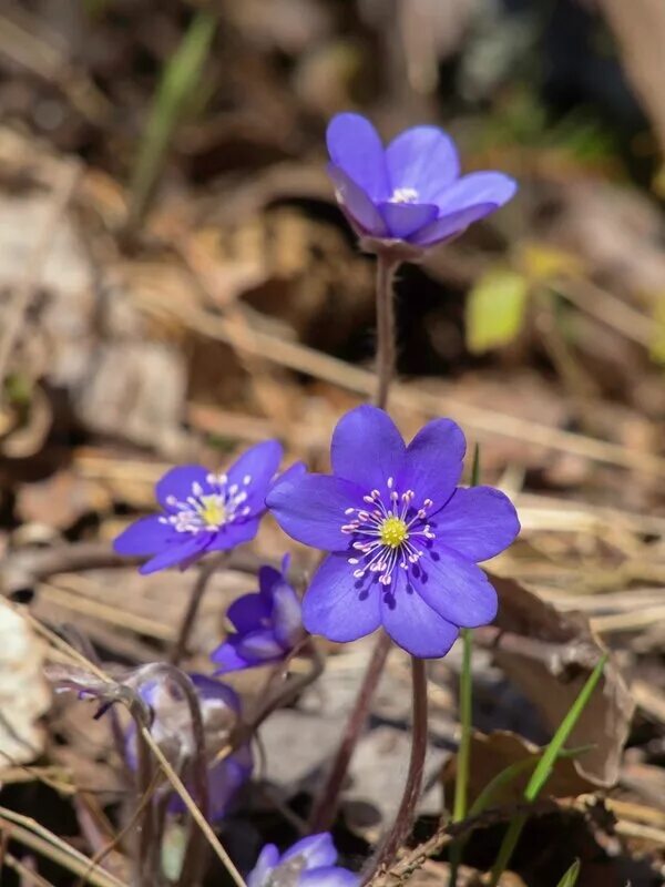 Голубой перелеской. Перелеска голубая цветок. Перелеска цветок весенний. Мисумисоу перелеска.